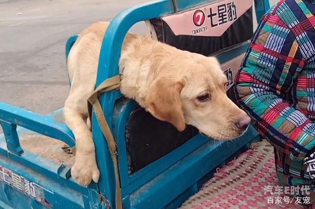 小狗可以坐汽车吗为什么（小狗可以坐汽车吗为什么不能带）